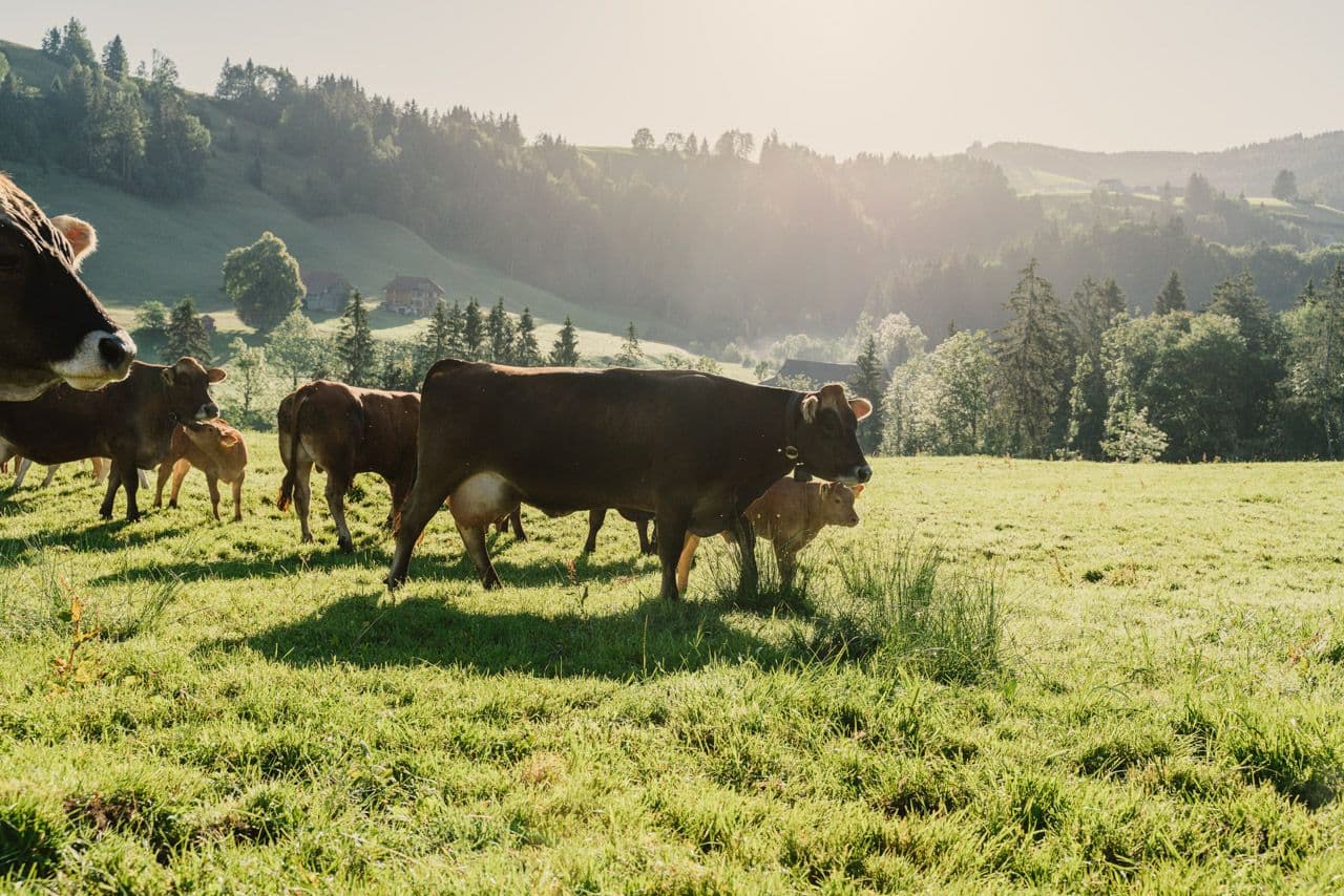 Almabtrieb 2026 in der Schweiz, Deutschland und Österreich